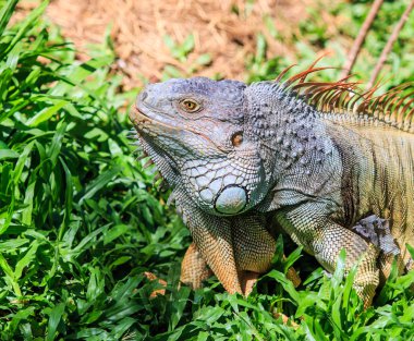 Hayvanat Bahçesi yeşil iguana