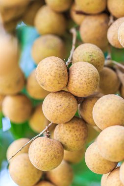 Tropikal meyve longan