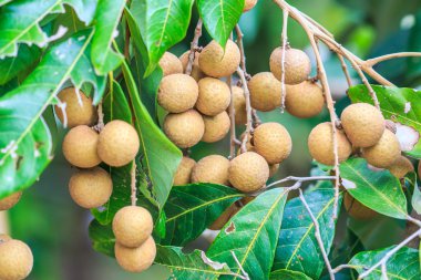 Tropikal meyve longan