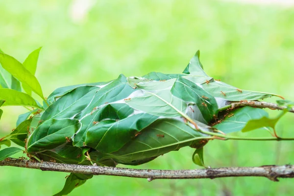 Ants nest in Thailand — Stock Photo, Image