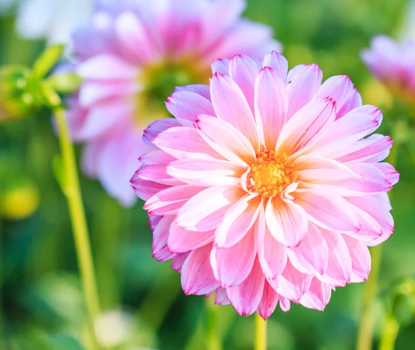 Flor colorida de dalia — Foto de Stock