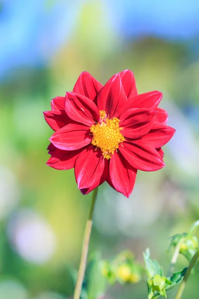 Färgglada dahlia blomma — Stockfoto