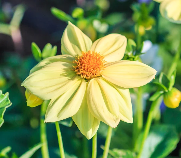 Flor colorida de dalia — Foto de Stock