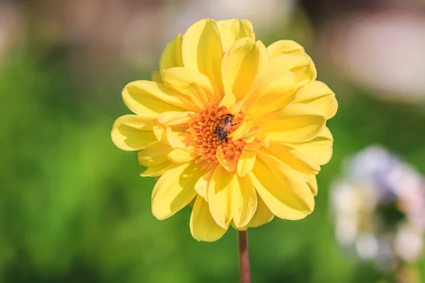 Kleurrijke dahlia bloem — Stockfoto