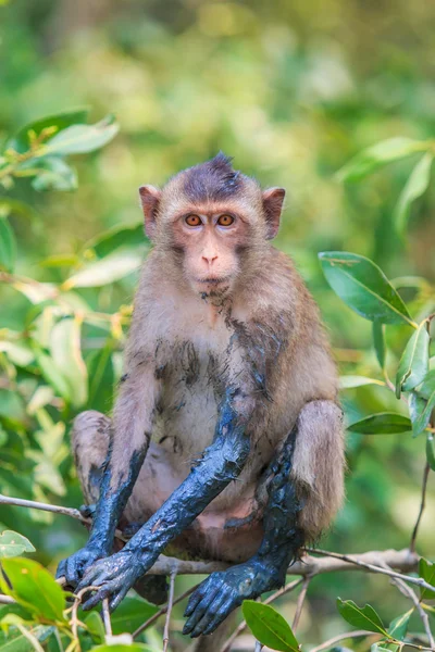 Cute Monkey sitting on the tree — Stock Photo, Image