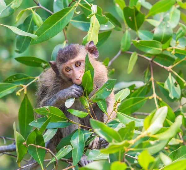 Cute Monkey sitting on the tree — Stock Photo, Image