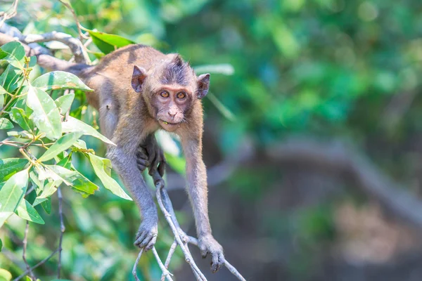 Cute Monkey sitting on the tree — Stock Photo, Image