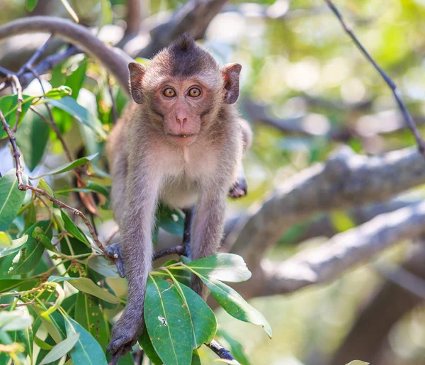 Macaco bonito sentado na árvore — Fotografia de Stock