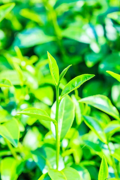 茶绿色叶子 — 图库照片