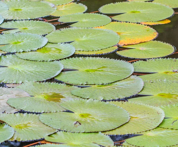 Hojas de loto verde — Foto de Stock
