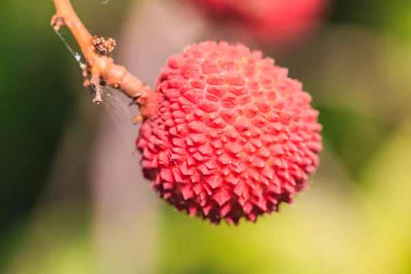 Fruta de lichi dulce — Foto de Stock