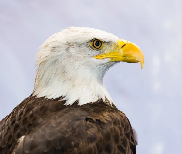 Águila americana de cerca — Foto de Stock