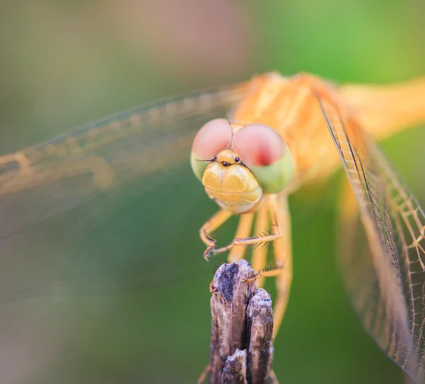 Dragonfly In nature close up — Stock Photo, Image