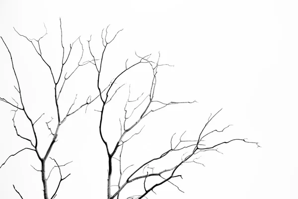 Laranjas maduras em uma árvore — Fotografia de Stock