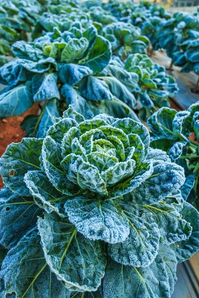 Legumes congelados em um campo — Fotografia de Stock