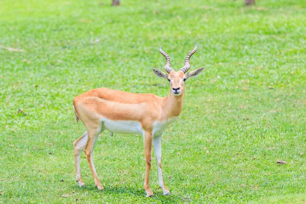 Thomson gazelle tier — Stockfoto