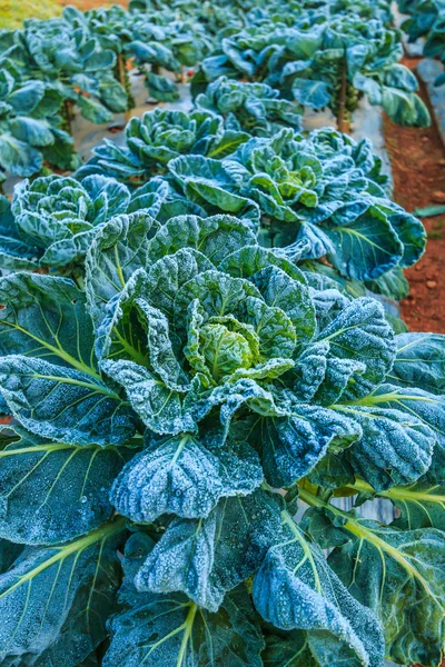 Frosted vegetables in a field — Stock Photo, Image