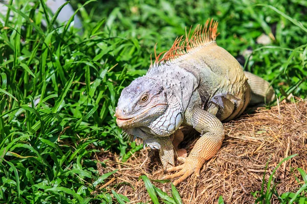 Green Iguana in zoo — Stock Photo, Image