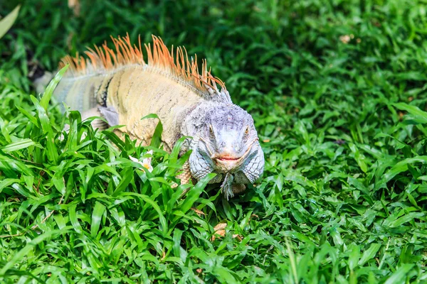 Leguán zelený v zoo — Stock fotografie