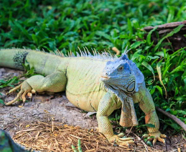 Iguana verde no zoológico — Fotografia de Stock