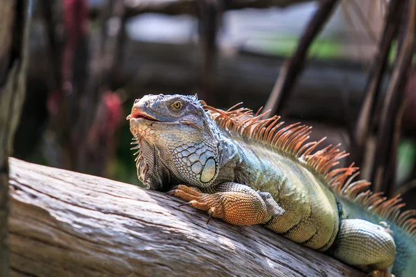 Grüner Leguan im Zoo — Stockfoto