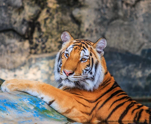 Beautyful tiger in zoo — Stock Photo, Image