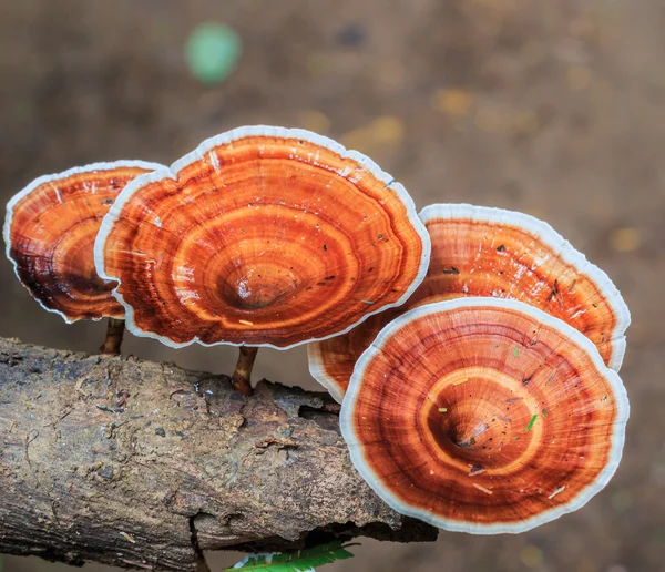 Champiñones marrones en bosque — Foto de Stock