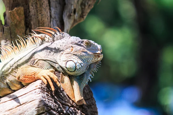 Grüner Leguan im Zoo — Stockfoto