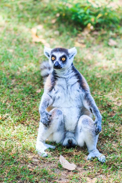 Lemur-de-cauda-anelada — Fotografia de Stock