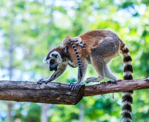 Ring-tailed Lemur — Stockfoto