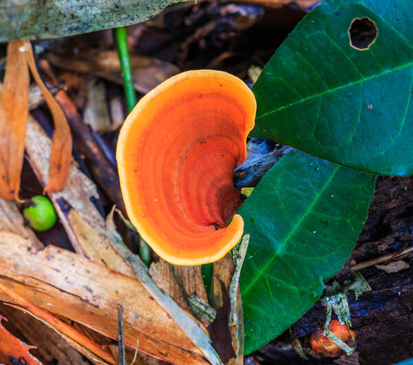 Mushrooms in the National park forest