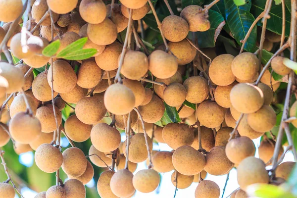 Tropical fruits longan — Stock Photo, Image