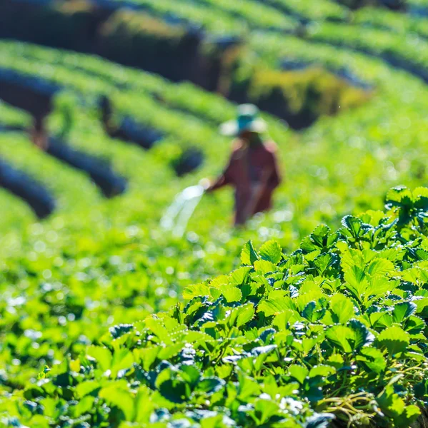 Truskawka ogród w Doi Ang Khang — Zdjęcie stockowe