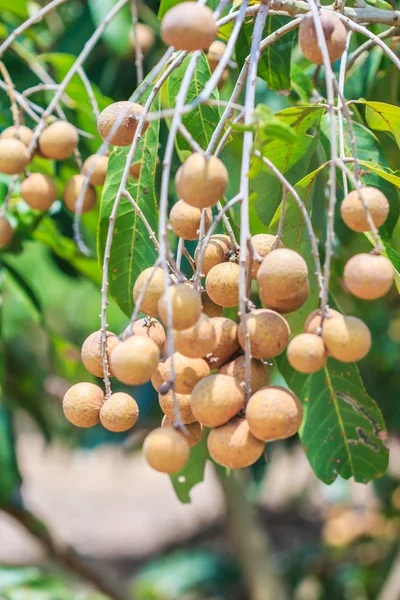 Tropikal meyve longan — Stok fotoğraf