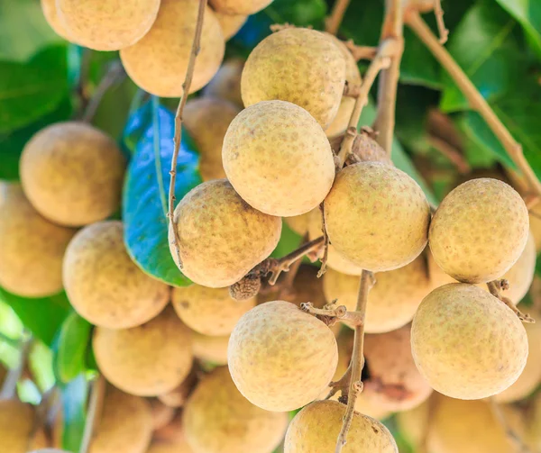 Frutas tropicales longan — Foto de Stock