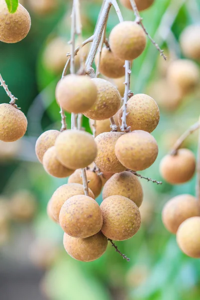 Tropické ovoce longan — Stock fotografie