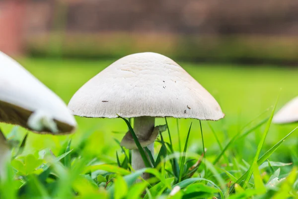 Cogumelos brancos em uma grama verde — Fotografia de Stock