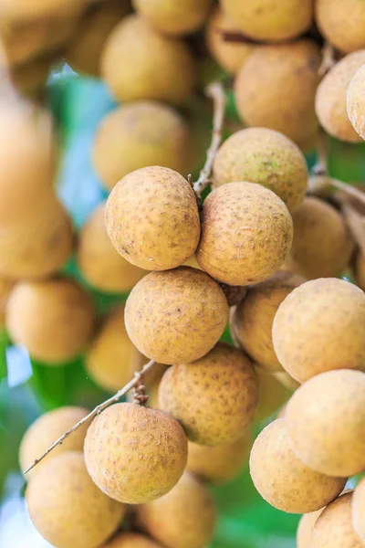 Frutti tropicali longano — Foto Stock