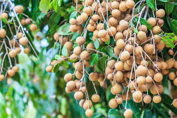 Tropical fruits longan — Stock Photo, Image