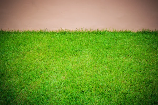 Yeşil çim ve duvar — Stok fotoğraf