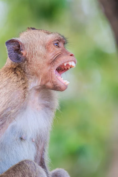 Macaco a comer caranguejo — Fotografia de Stock