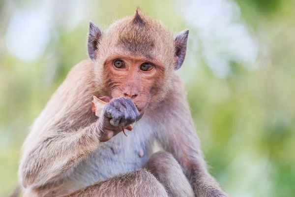 Monkey eating crab — Stock Photo, Image