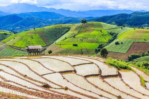 Campos de arroz en Tailandia — Foto de Stock