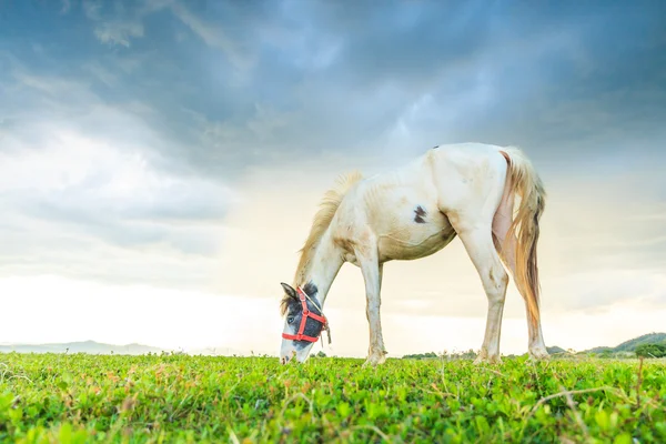 Horses grazing on pasture at sundown in orange sunny beams — Stock Photo, Image