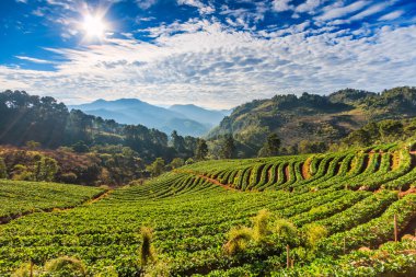 Chiang Mai, çilek Bahçe