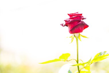 Doğal çiçek açan gül