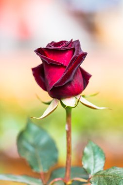 Doğal çiçek açan gül