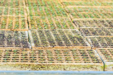 çiçek fidesi yetiştiriciliği