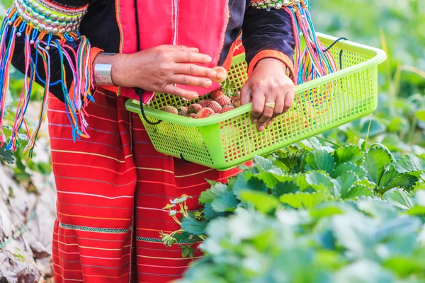 Werknemer plukken aardbeien — Stockfoto