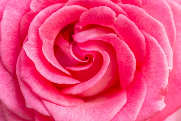 自然盛开的玫瑰 — 图库照片
